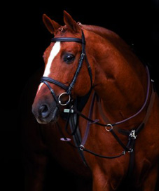 Bridles & Bits Bridles & Bits