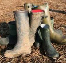 Wellingtons & Boots image