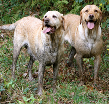 For your Dog image