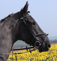 For Your Horse For Your Horse