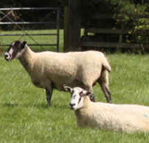 Sheep image