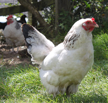 Poultry and Water Fowl image