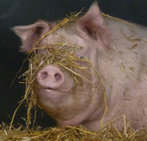 Pigs image