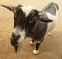 Goats image