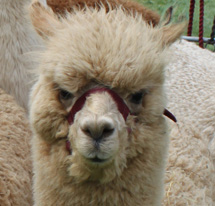 Alpacas and Lamas image