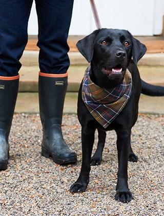 Collars, Leads & Harnesses Collars, Leads & Harnesses