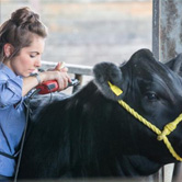 Clippers and Shearing
