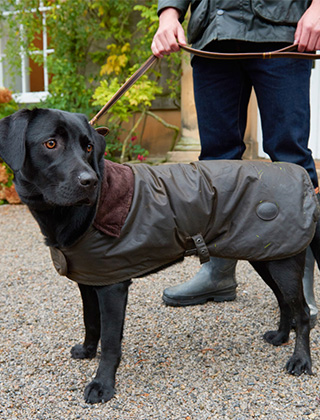 Shop Dogs Shop Dogs