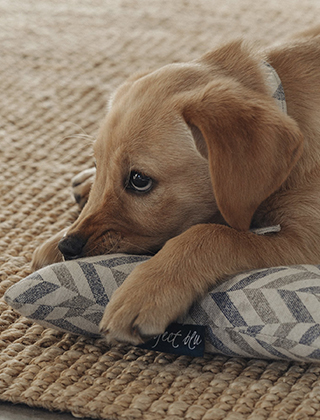 For Pets For Pets
