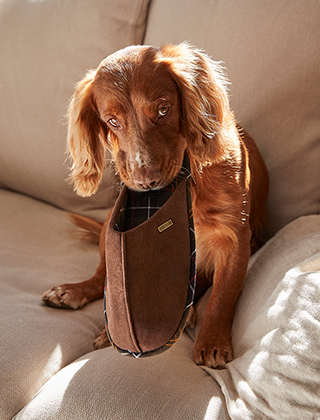 For Pets For Pets