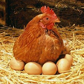 Poultry Accessories
