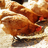 Poultry Feed