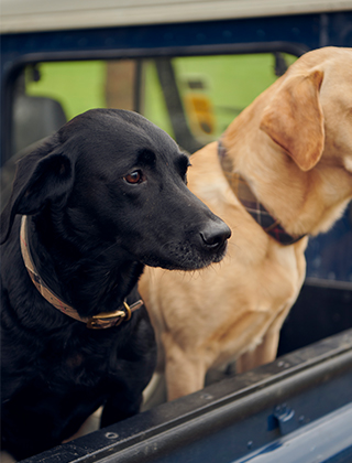 Collars, Leads & Harnesses Collars, Leads & Harnesses