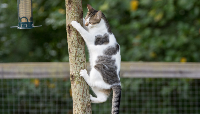 Garden Birds: Safer Feeding Tips