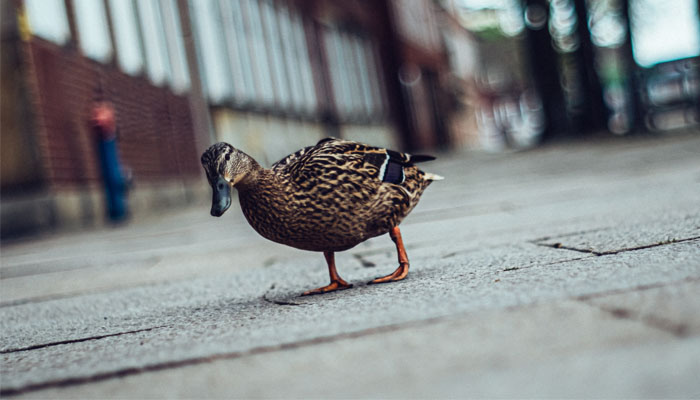 Lockdown: The Effects on our Wildlife