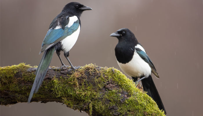 magrigg magpies sorrow ariane stech