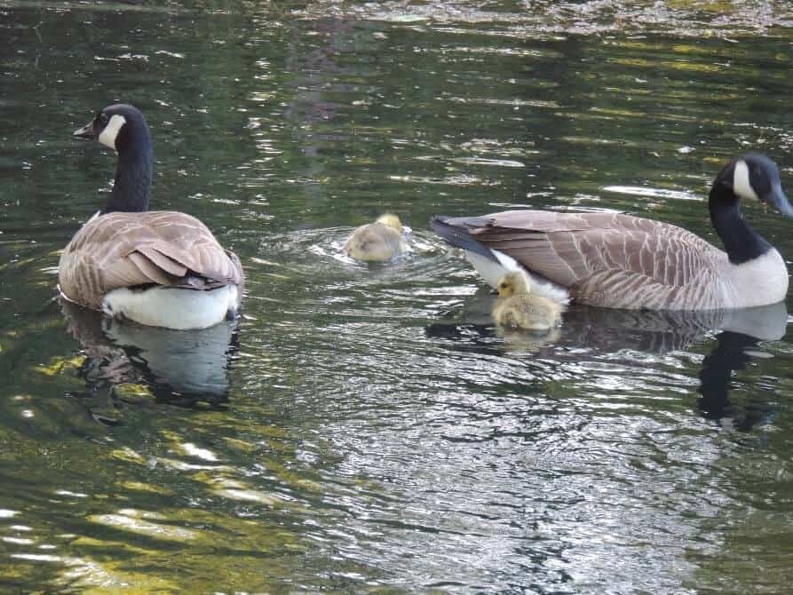 Griggs Pond Wildlife