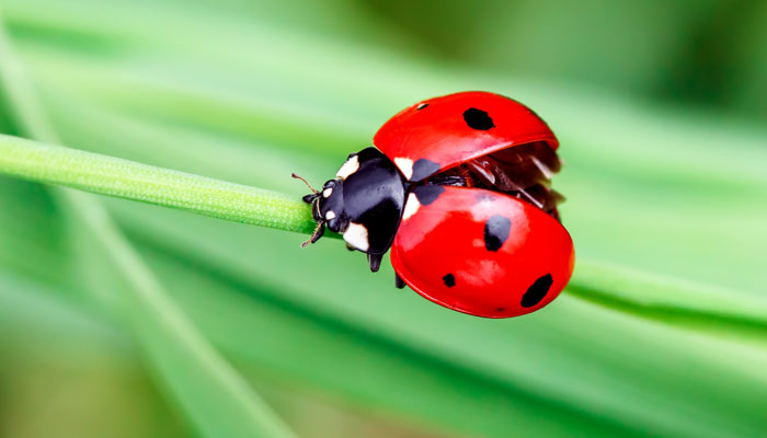 Ladybird, Ladybird! | Blog | Griggs